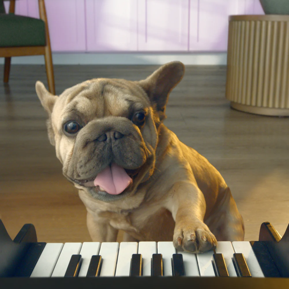 PET PIANO